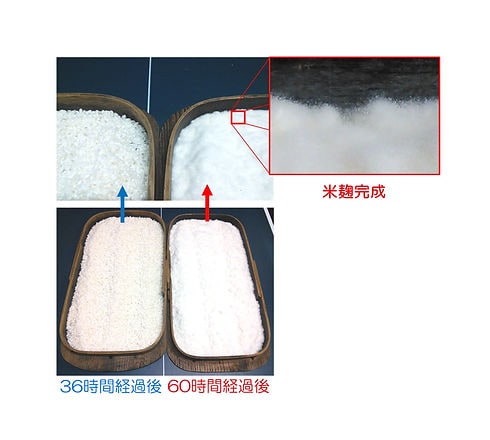 米麹の完成